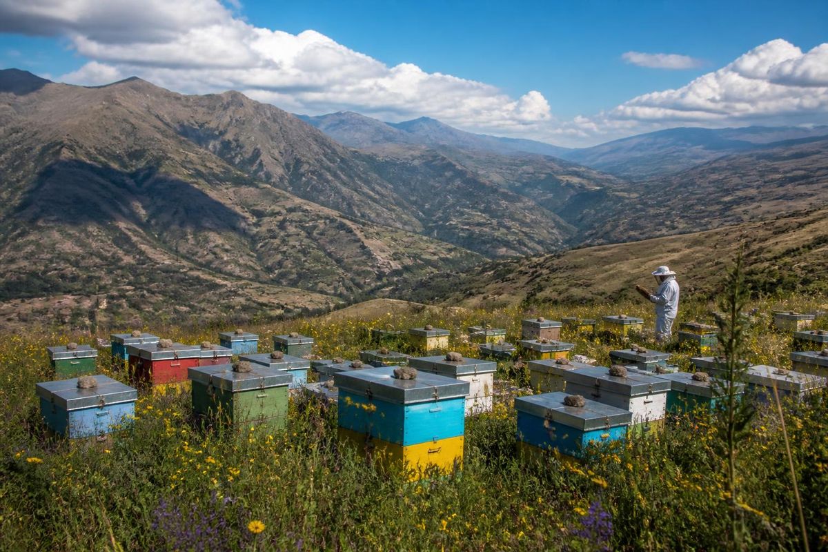 Perú cuenta con más de 300 000 colmenas tecnificadas