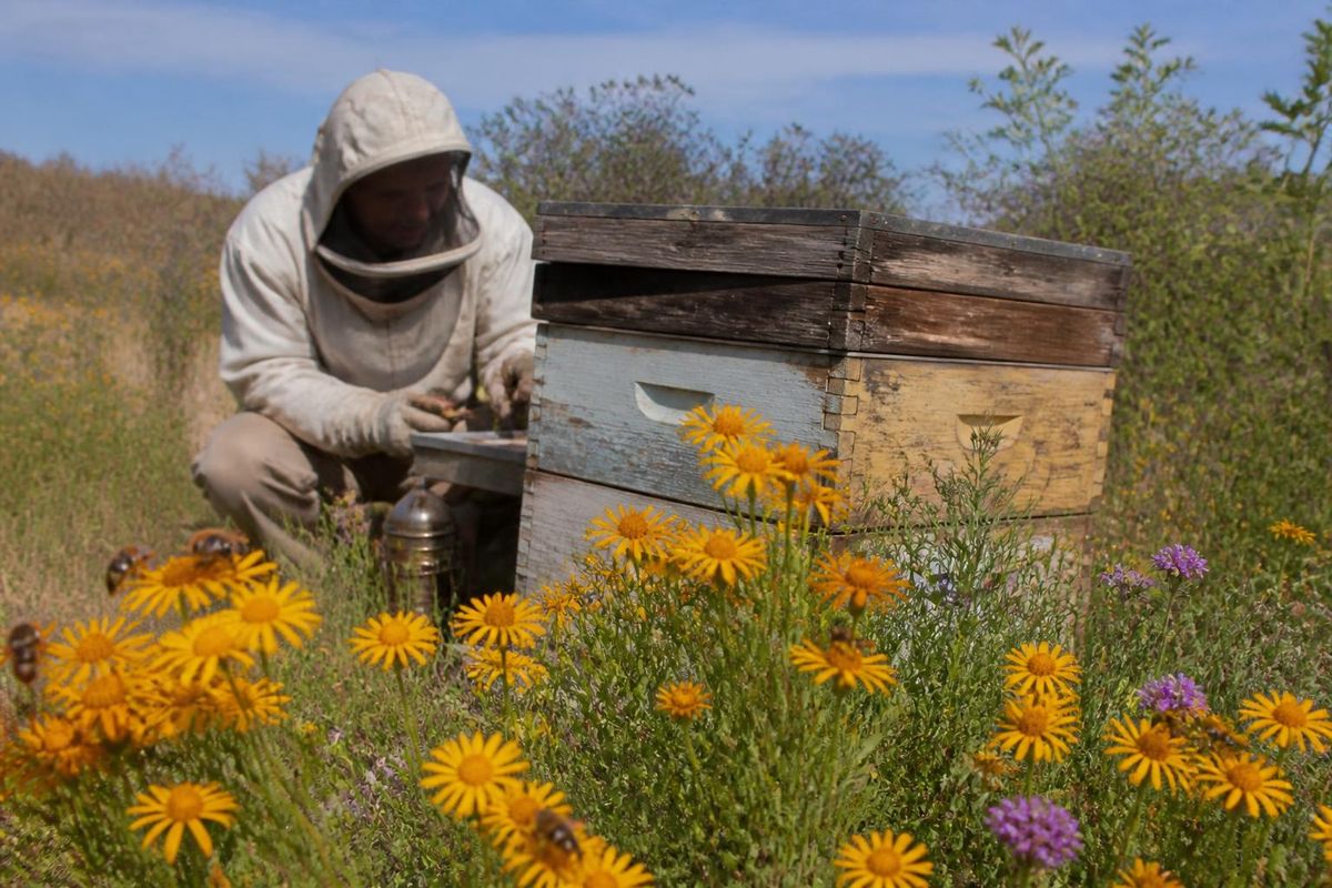 Researchers from UNNE have addressed a knowledge gap regarding the genetic diversity of honey…