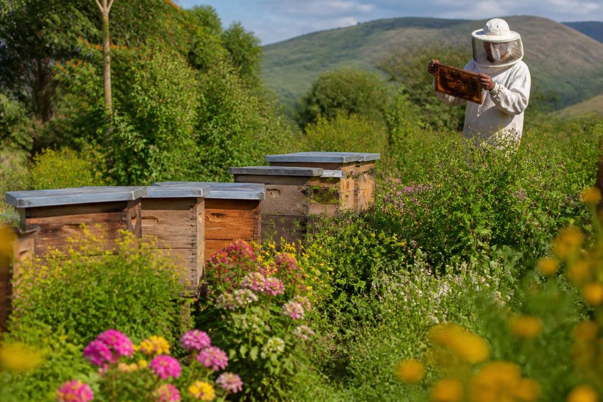 Kasungu communities thrive with sustainable beekeeping