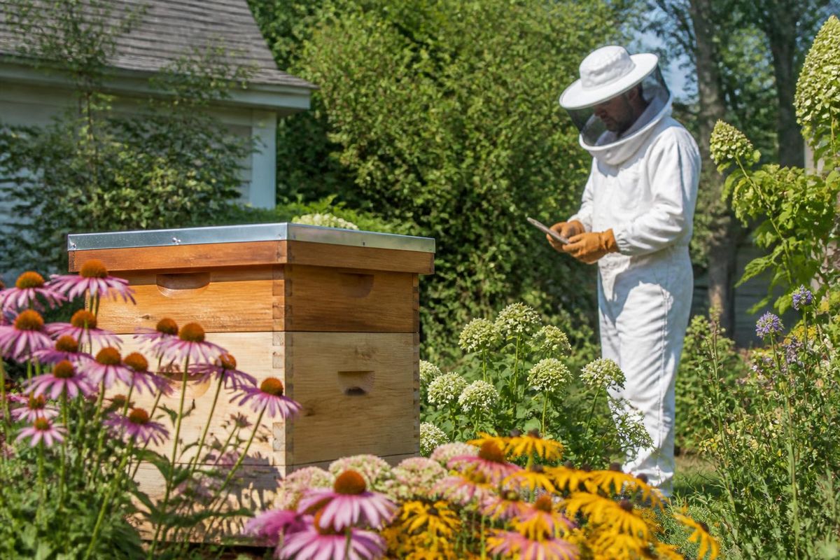 Santa Barbara County considers easing restrictions on backyard beehives