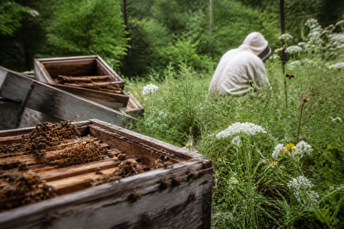 Man 'looked like he'd been beaten' after being stung 60 times by bees