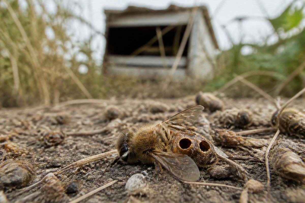 Die parasitären Fliegen Apocephalus borealis, auch bekannt als Zombie-Fliegen, befallen…