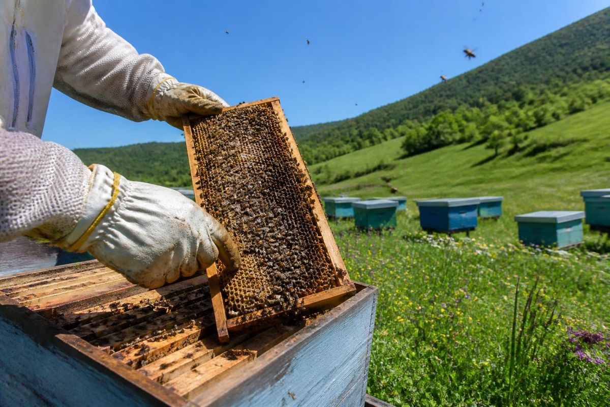 On September 26, 2026, a field study was conducted in Yoğunpelit village, Yığılca district of Düzce, to assess the number of beehives. The initiative aims to up