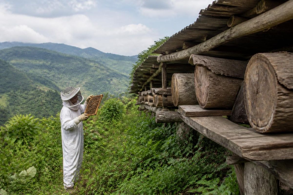 Akehda Amulung launched its first Beekeeping Training Programme for Livelihood Promotion on September 26 in Shishimi Village, Kiphire District, with funding fro