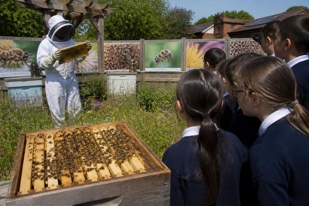 Palo Cedro Honey Bee Festival approaches with educational programs for schools.