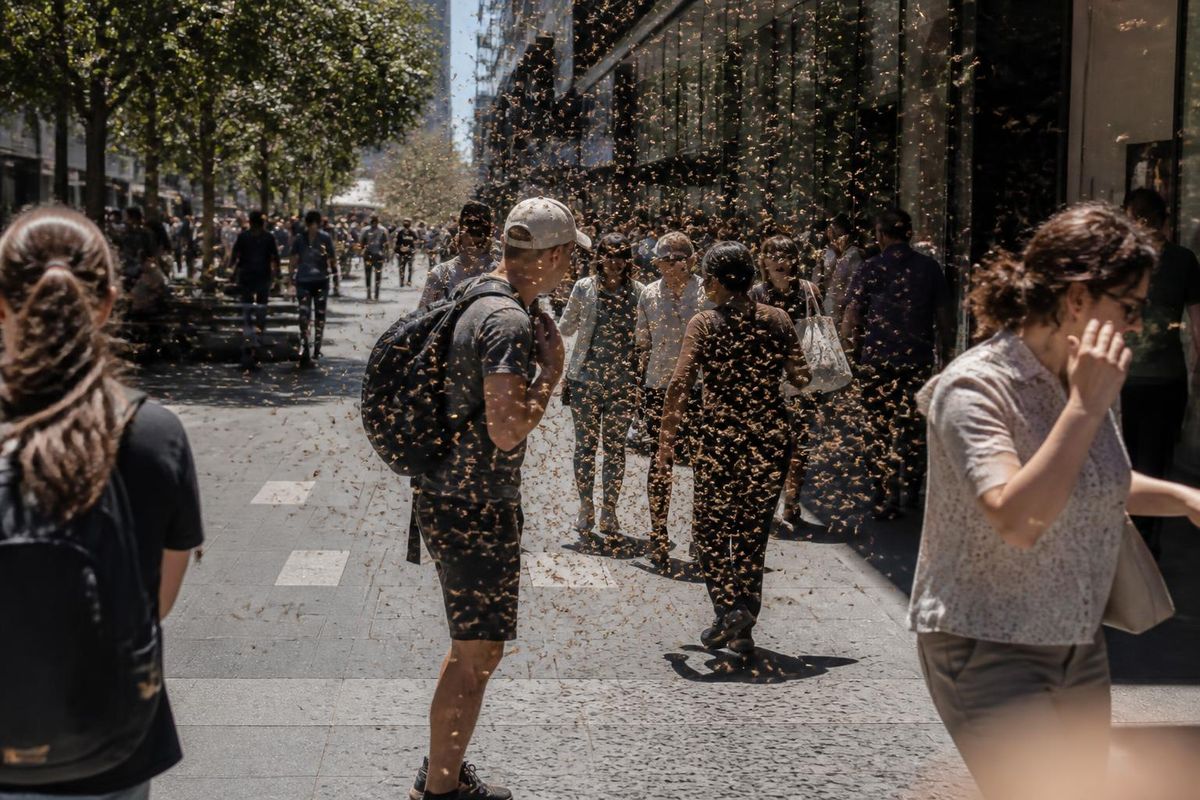 Pedestrian traffic affected by bee swarm on Auckland's Queen Street.