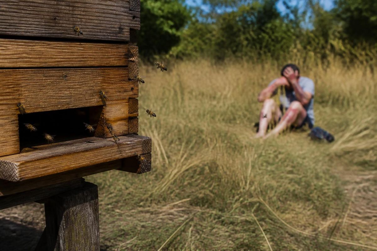 A carpenter, Sam Perkin, suffered over 60 bee stings, resulting in significant swelling across his body after a swarm attacked him. The incident occurred in St 