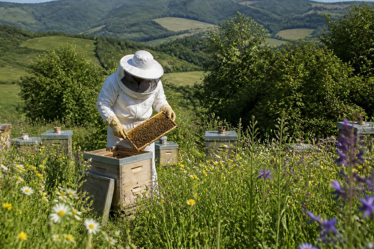 The Galician Parliament unanimously approved a proposal from the Popular Parliamentary Group to enhance specialized beekeeping training at the Agricultural Scho