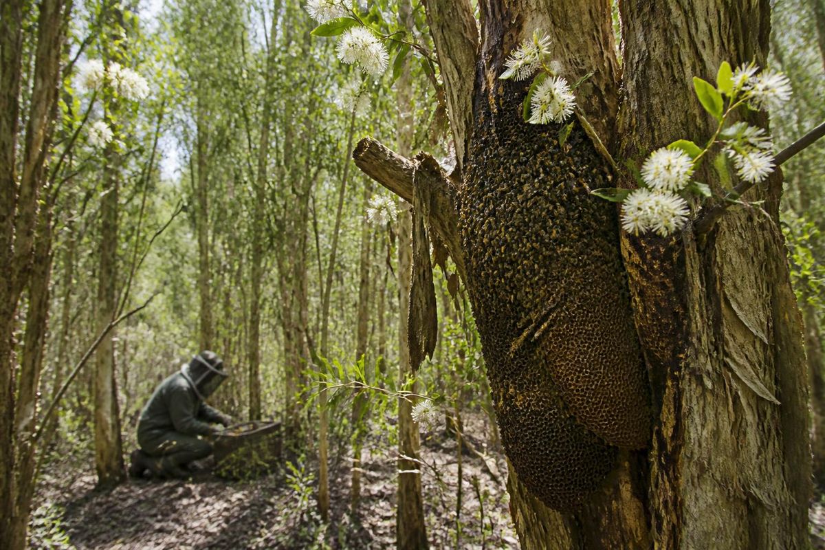In the lush U Minh Ha forest, the sound of bees buzzing around melaleuca flowers is a familiar one. For generations, locals have cultivated a profession closely