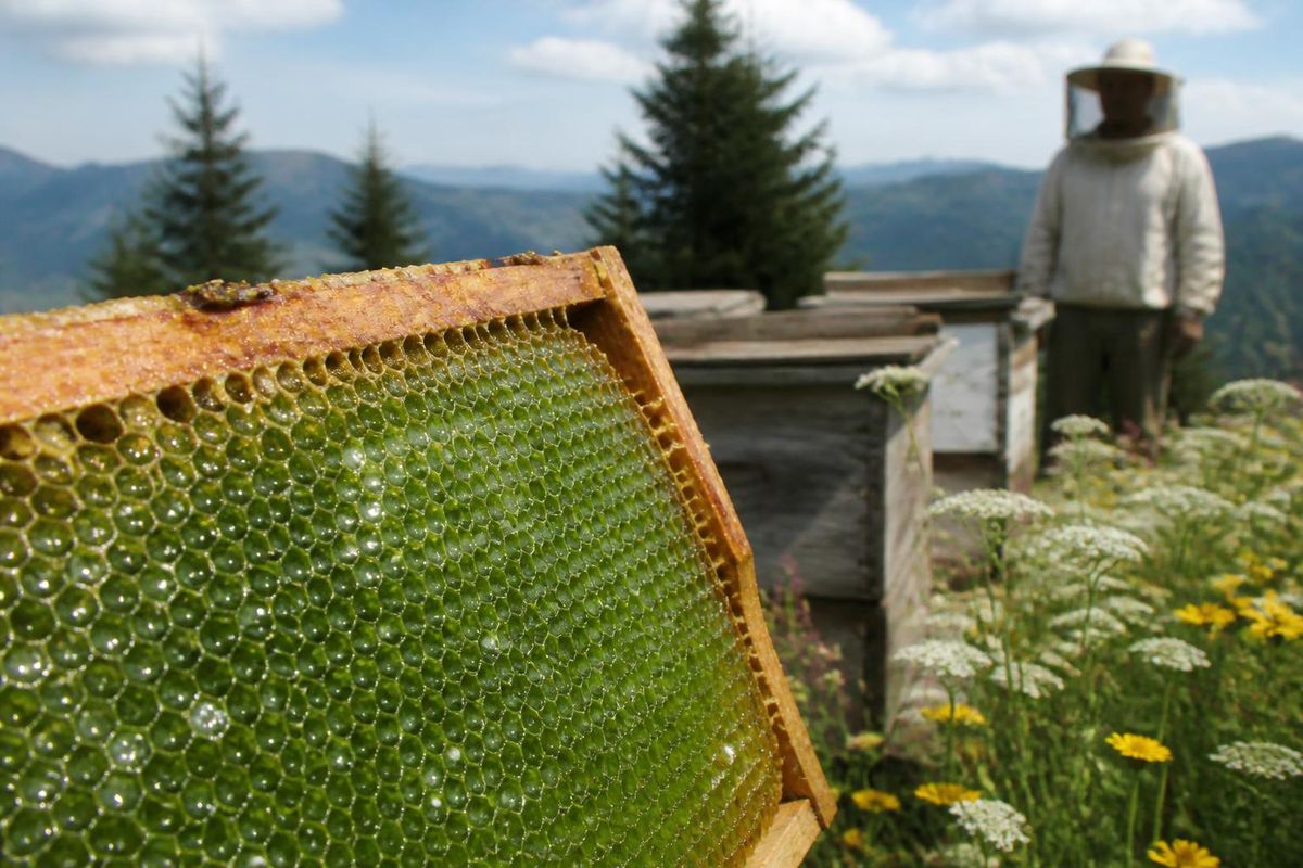 In Eskişehir's Alpu district, beekeeper Hakkı İşçi discovered an unusual sight in his hives: bright green honeycomb, known as 'emerald honey.' This rare color, 