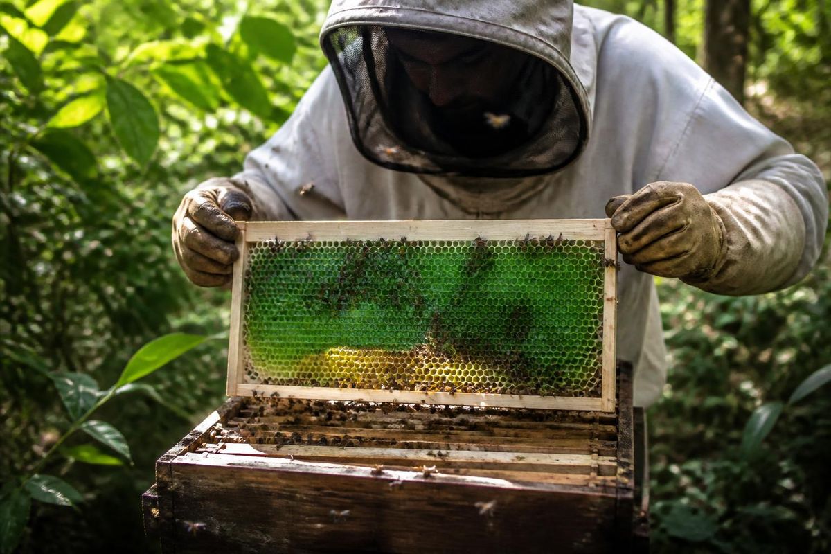 When Hakkı İşçi, a beekeeper from Alpu, Eskişehir, opened his hives, he was astonished to find a rare green honey known as "emerald honey," which has a high chl