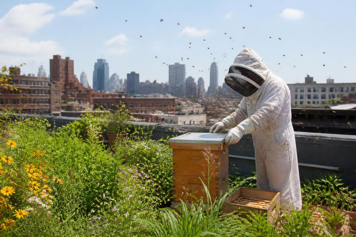 Boogie Down Bronx Honey, founded by Sean and Alaura Flynn, operates forty-three hives across The Bronx, lower Westchester County, and Manhattan. The Bronx, know