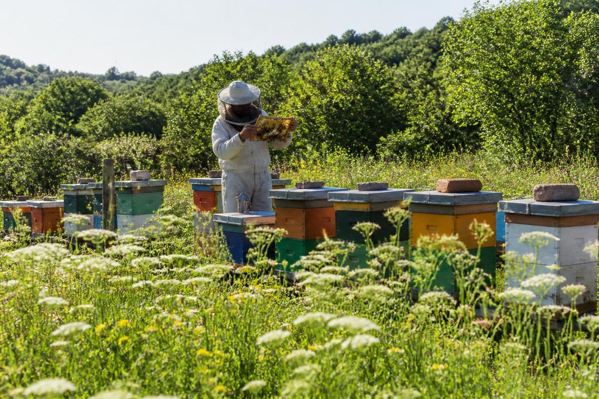 Mieladictos 2026 is nearing the deadline for sample submissions for its twelfth edition, with 102 beekeepers registered from eleven autonomous communities, show