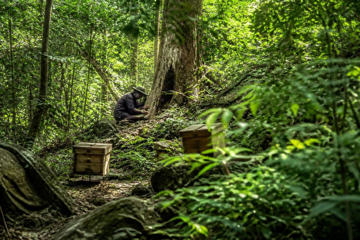 Le secret du remplacement des reines d'abeilles dans la forêt de Truong Son a apporté des…