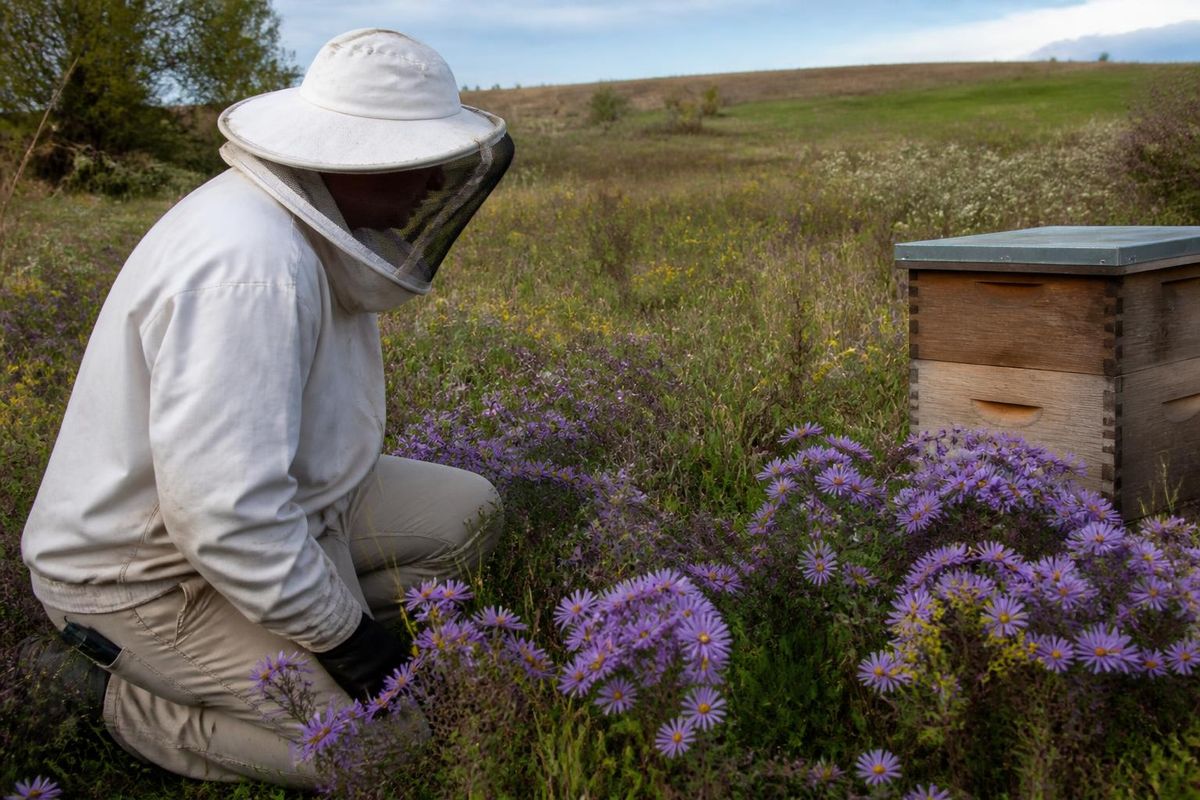 Efforts in Iowa focus on preserving vital prairie pollinators.