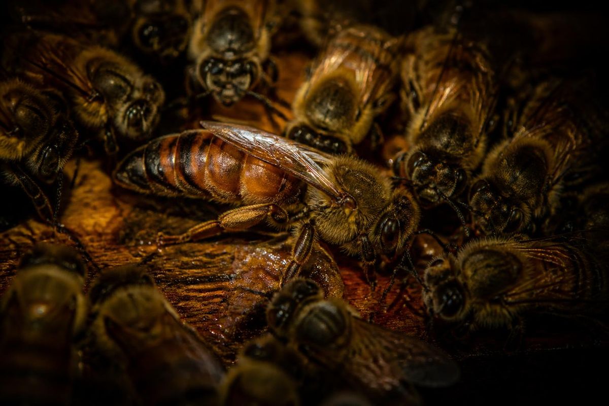 Onderzoekers hebben ontdekt dat honingbijenkoninginnen die aan pesticiden zijn blootgesteld,…