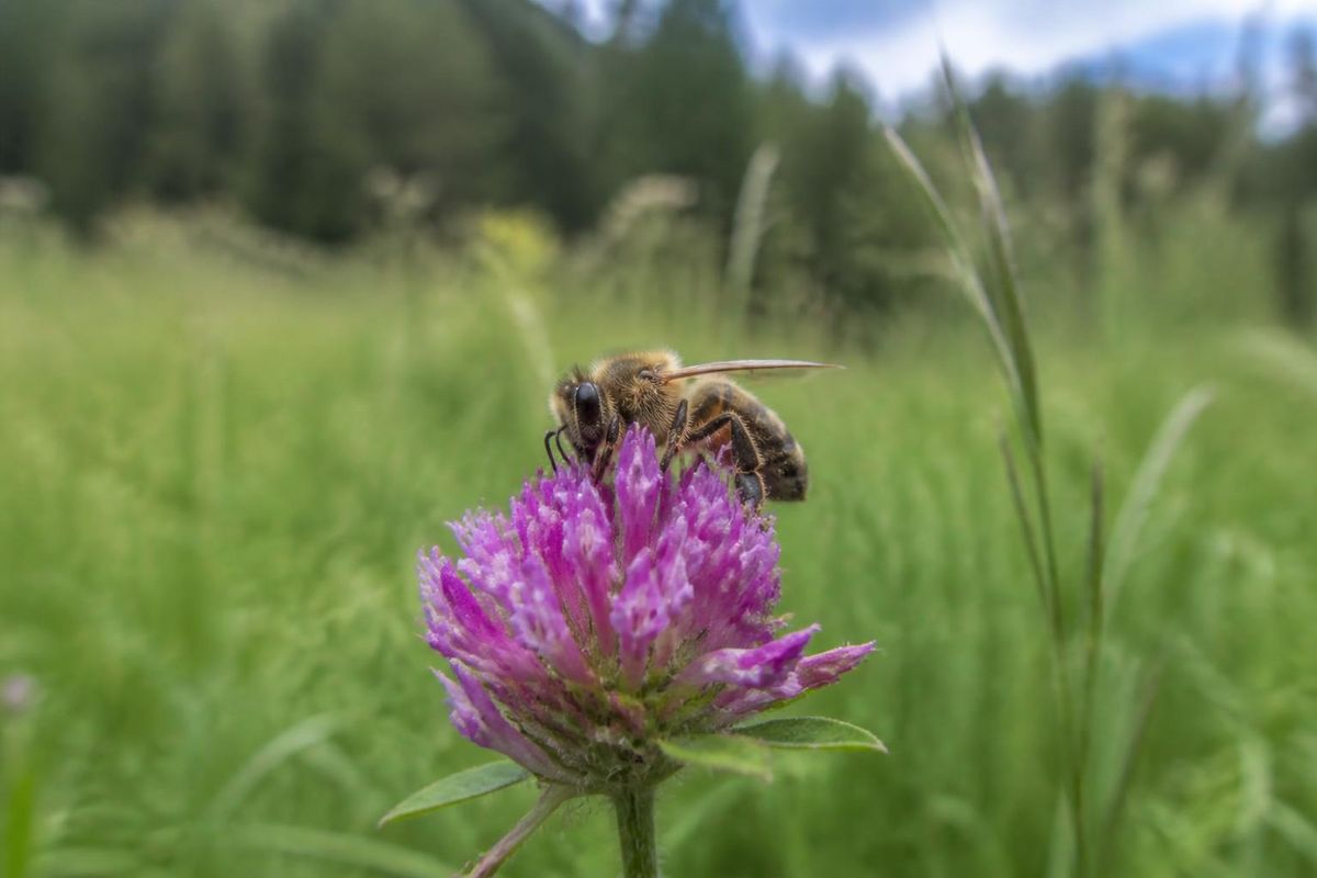 De wilde en tamme honingsbijen behoren tot dezelfde soort: Apis mellifera