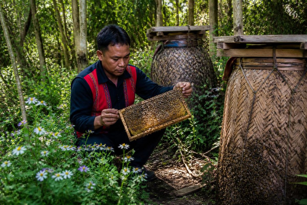 The secret to beekeeping in Trường Sơn forest has unexpectedly benefited locals