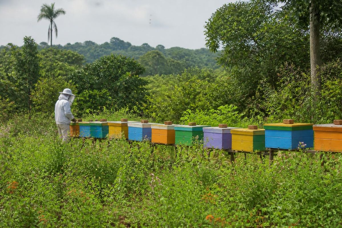 Côte d'Ivoire aims to enhance its beekeeping sector and prepare for international market…