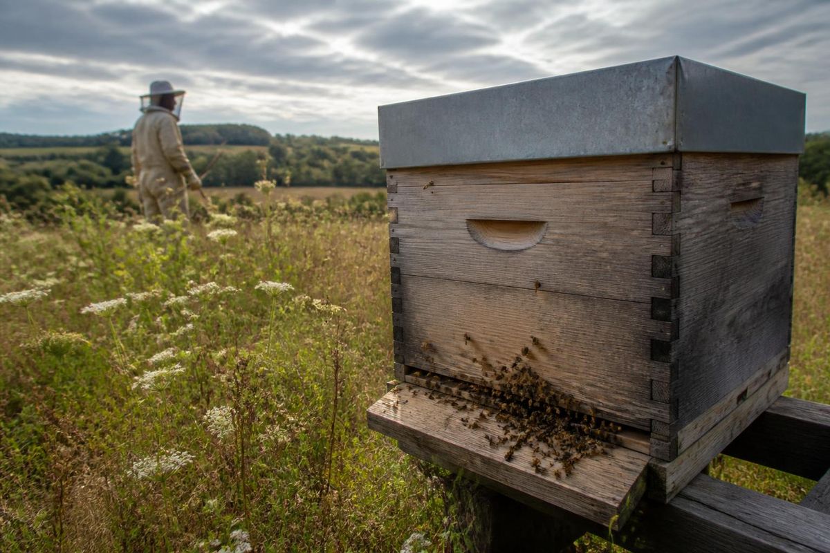 Im Poitou haben Imker im Herbst mit einer starken Bedrohung durch Hornissen zu kämpfen, die…