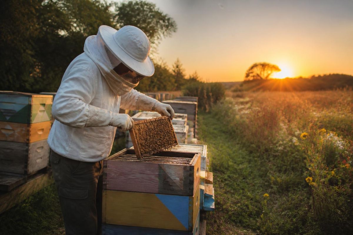 Der Imker Nikolai Popov aus den Höfen von Popov züchtet eine neue Bienenrasse und plant, sich…
