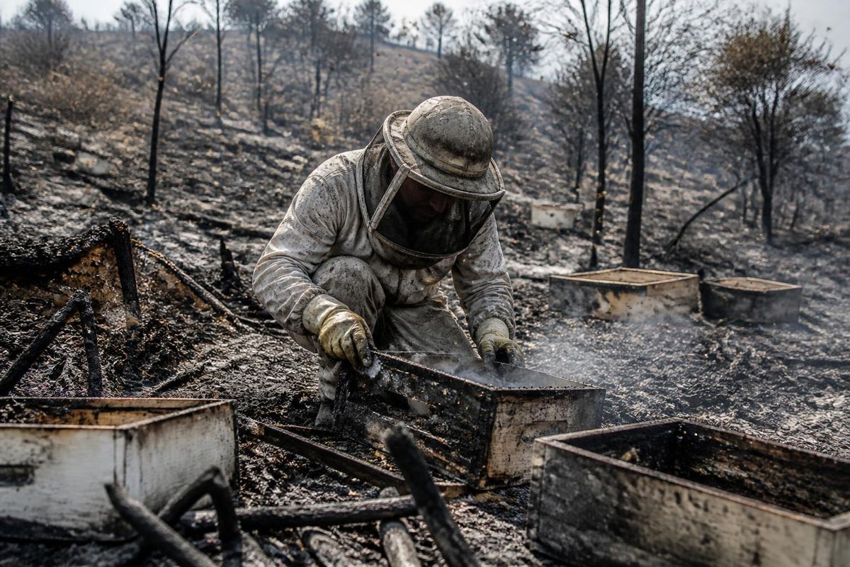 After the fire ravaged the Sierra Oeste, over a thousand beehives and nearly one hundred…