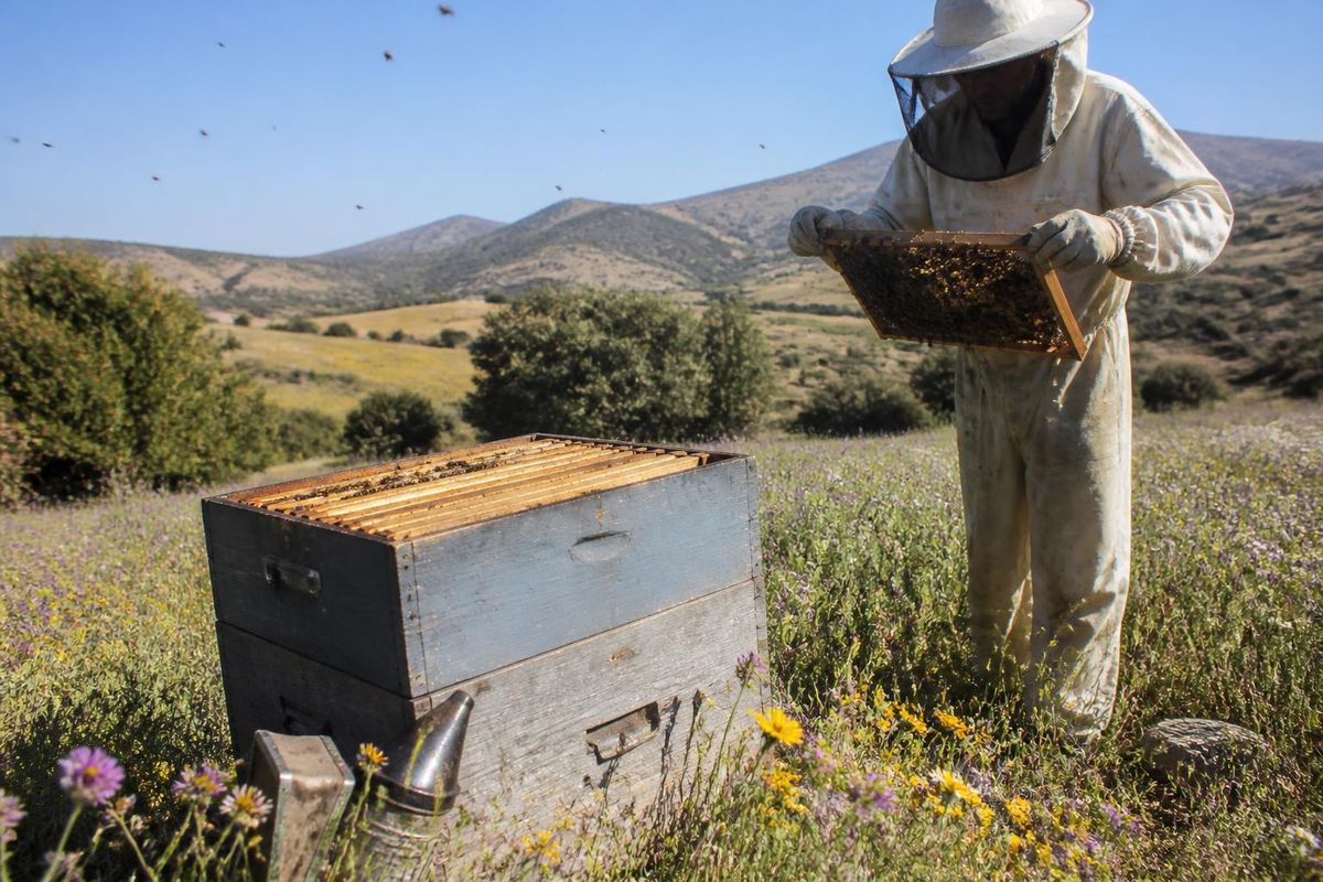 The Algiers Agricultural Chamber has scheduled a specialized training course on beekeeping for…