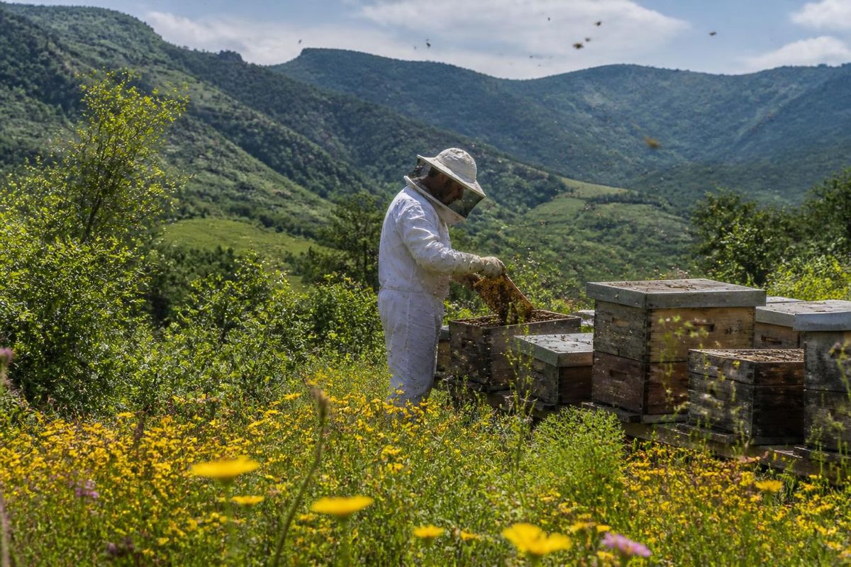 モンテリアは、プロモンテリアの調査によれば、コロンビアで最も商業的な養蜂に適した地域であり、260,269ヘクタールの面積を誇ります。コルドバ県全体では、1.38百万ヘクタールがこの活動に適…