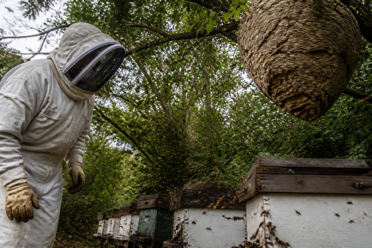 In Duitsland breiden invasieve insectensoorten zoals mieren, muggen en vliegen zich steeds…
