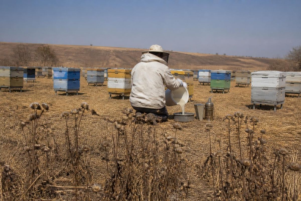 Beekeepers use sugar to combat drought effects.
