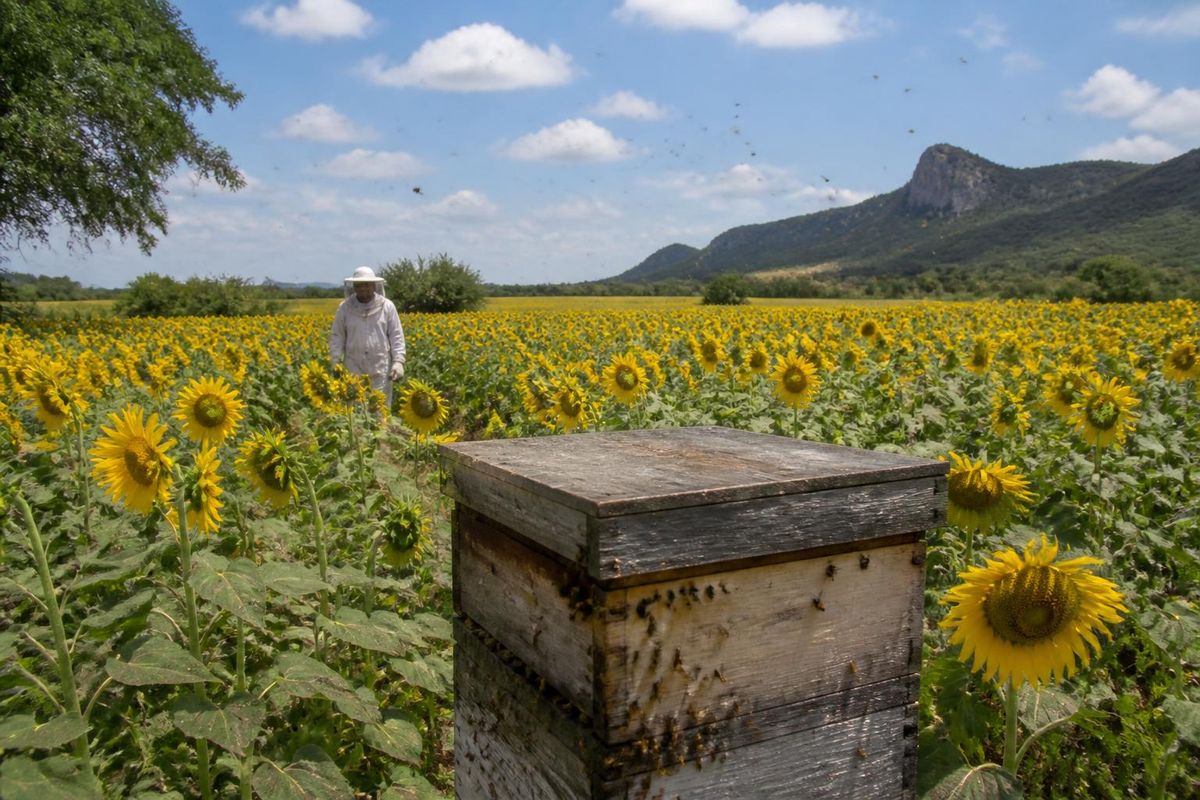 In 2025, São Raimundo Nonato and Picos ranked among Brazil's top ten honey producers, with São…