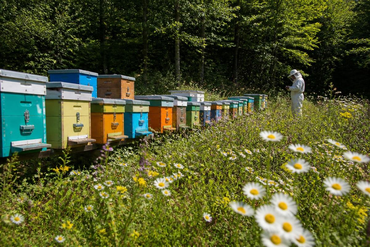 Asar Beekeeping, owned by Selim Asar in Bartın, hosted officials from the Provincial…