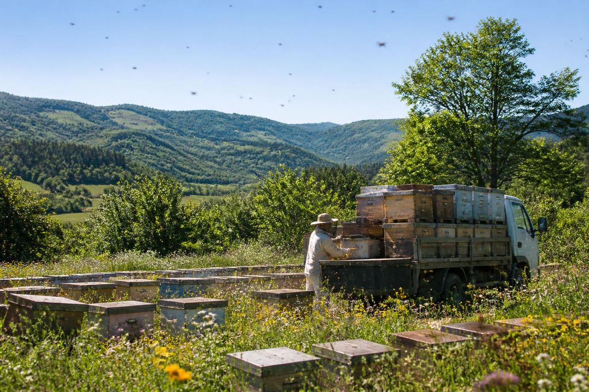 Joseba Aramburu, a beekeeper from Salceda de Caselas, has moved about 100 hives from Salceda,…