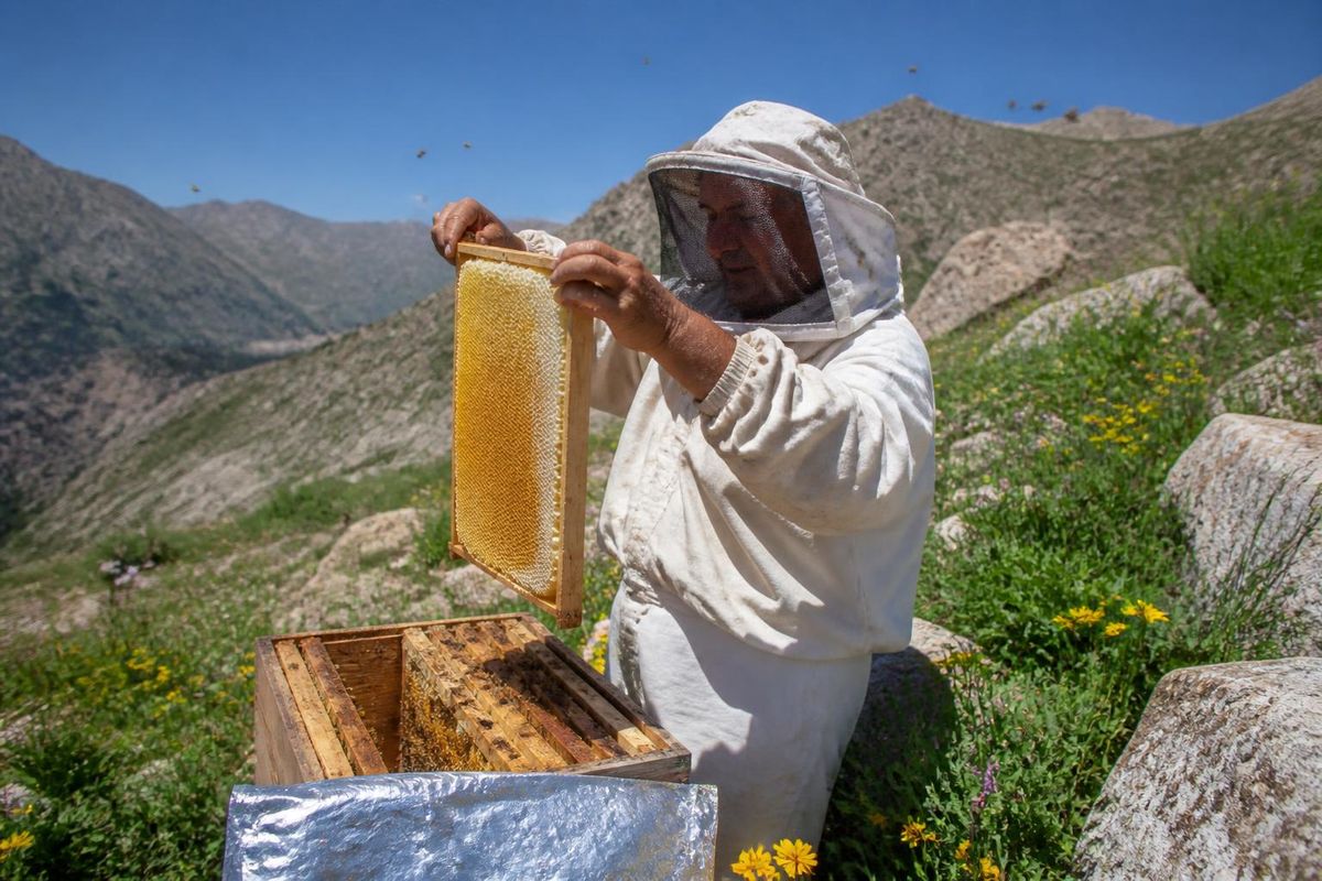 ينتظر إنفر كولتر، الذي يمارس تربية النحل في بيتوششاب، شرناق منذ 15 عامًا، محصولًا عاليًا من…