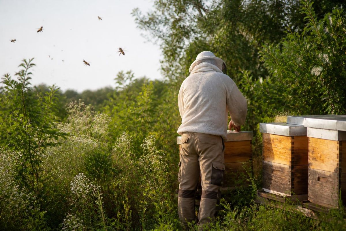 L'Association apicole de Galice recommande de nourrir les abeilles avant l'hiver pour qu'elles…