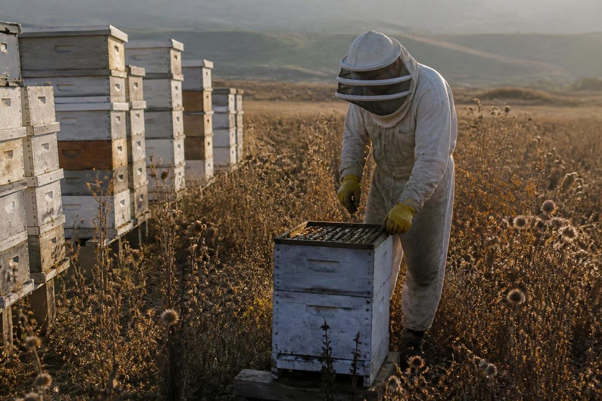 Gathered in Agen (Lot-et-Garonne), beekeepers report a significant drop in honey production…