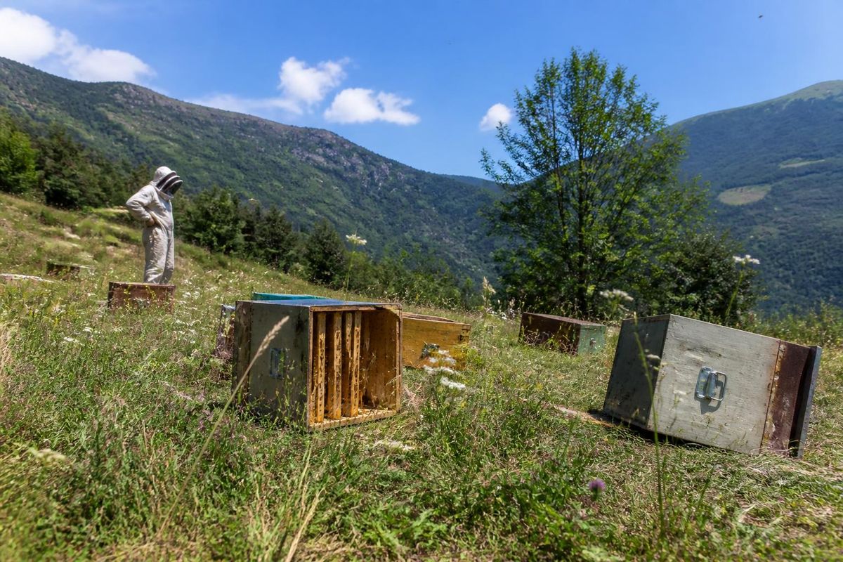 Ein junger Bär wurde in Valsaviore gemeldet, nachdem er Bienenstöcke beschädigt und in der…