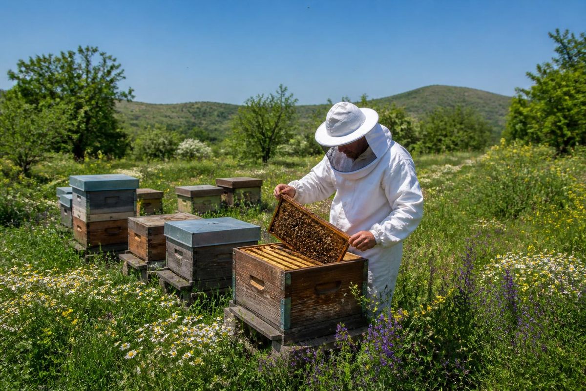 Nach Angaben der Kreisverwaltung für Landwirtschaft und Forsten in Söke gibt es im Bezirk…