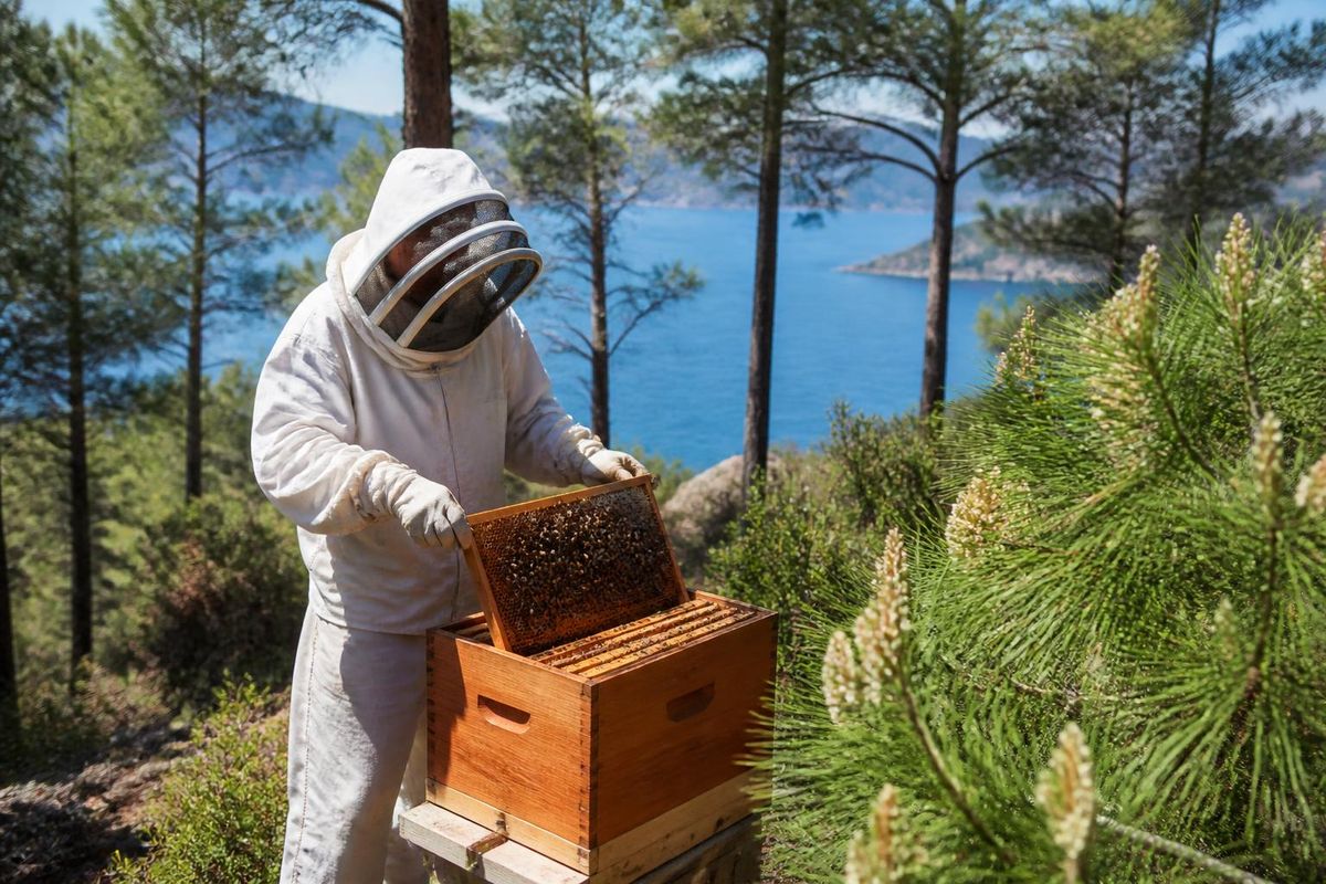Dit speciale product, dat de pijnbossen van Marmaris en de inzet van imkers samenbrengt,…