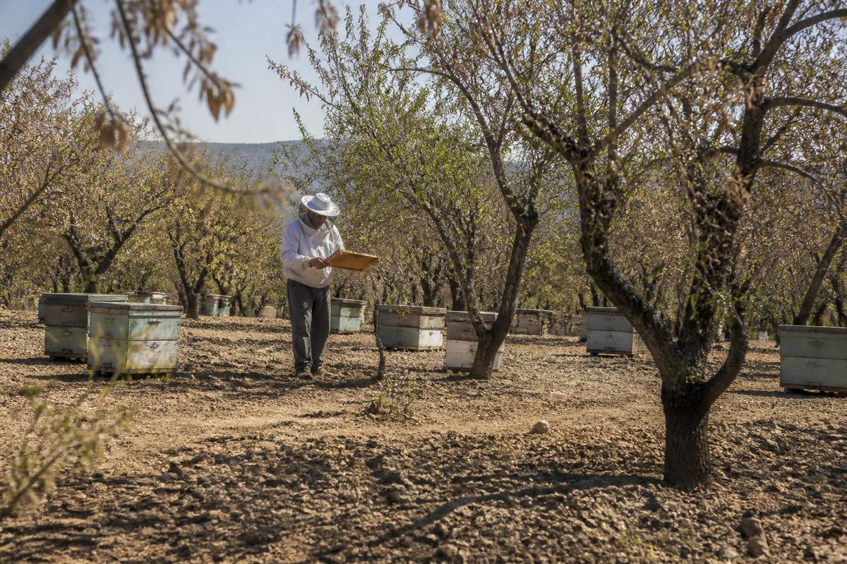 Unió Llauradora e Ramadera warned that the combination of prolonged drought and intense…