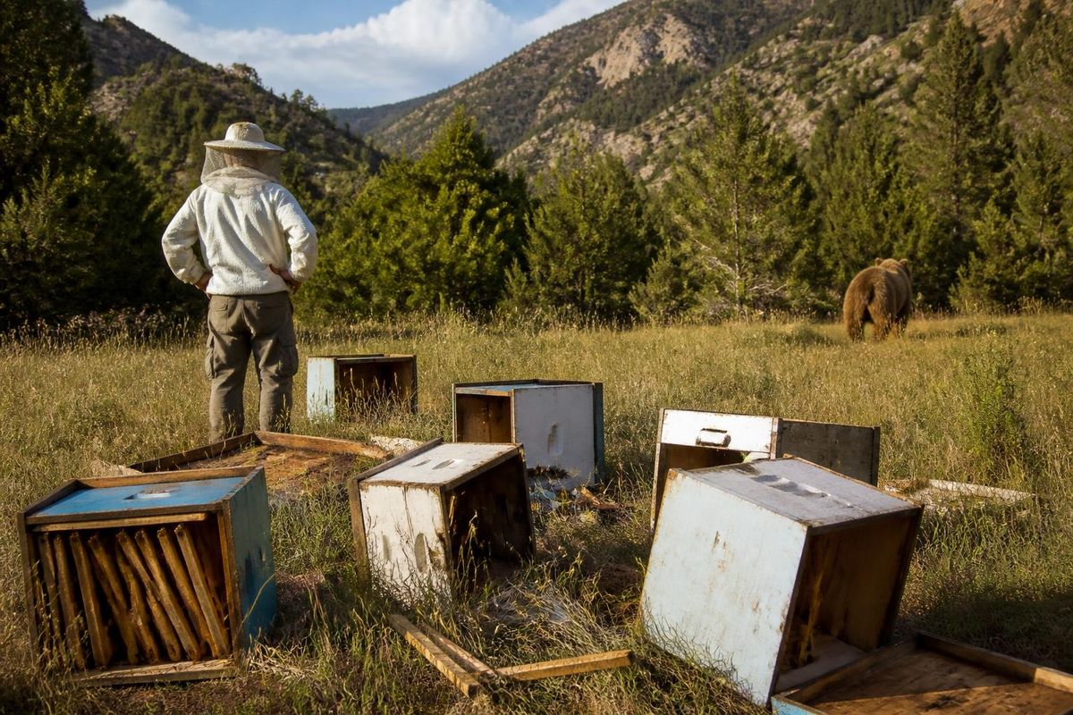 In Bozkır district of Konya, beekeeper Hasan Hasırcı, who keeps bees at 2500 meters altitude…