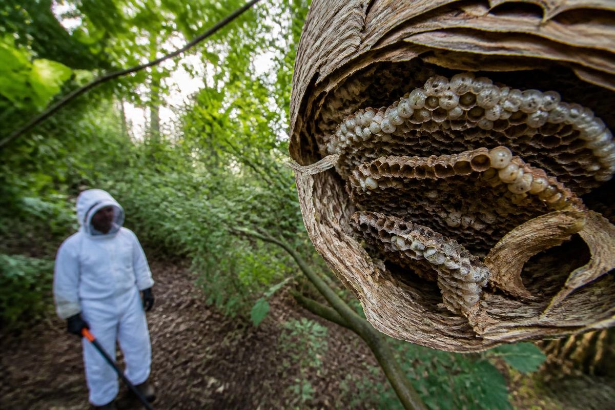 Asian Hornet Nest Removed in Cork; Public Urged to Report Sightings
