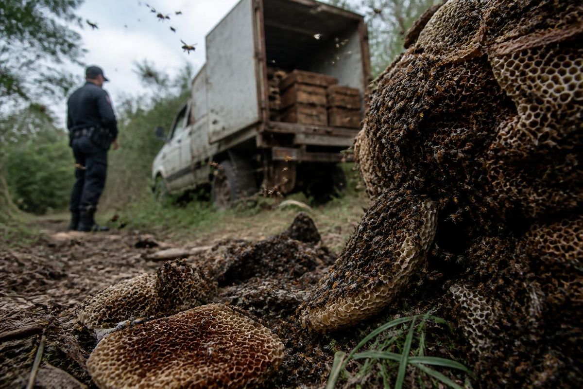 In Turkey, police found 91.1 kg of drugs hidden in hives with live bees, reports Zakon.kz