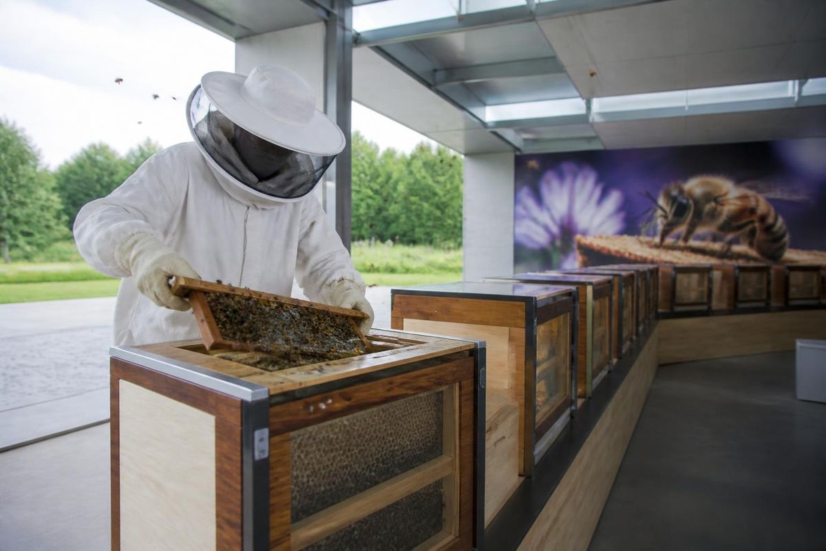 Amerikan foulbrood ve Avrupa foulbrood, Çekya'da yaygın olan ve şu anda tedavisi olmayan arı…