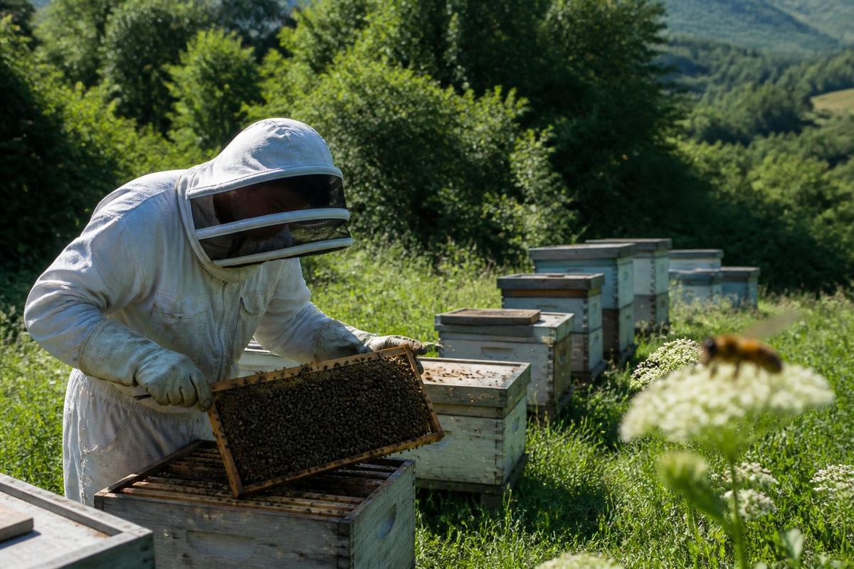 The National Union of Professional Beekeepers in Morocco warned about the spread of the…