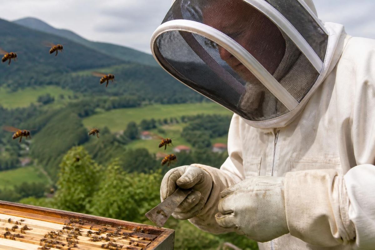 In Upper Austria, training is underway to stop the spread of the Asian hornet