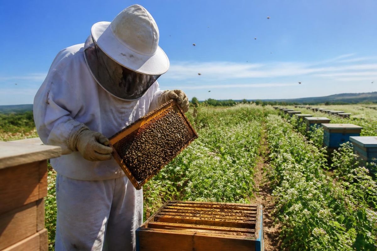 L'apiculture est présente dans 146 des 224 municipalités de Piauí, soit 65,17 % des villes de…