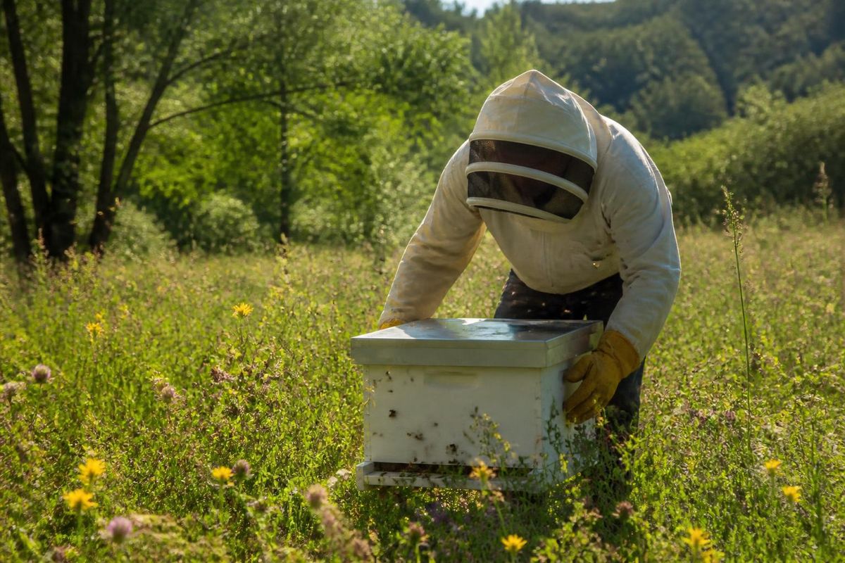 PLANBEE hat die Herausforderungen palästinensischer Imker angegangen, indem 28 Imker und…