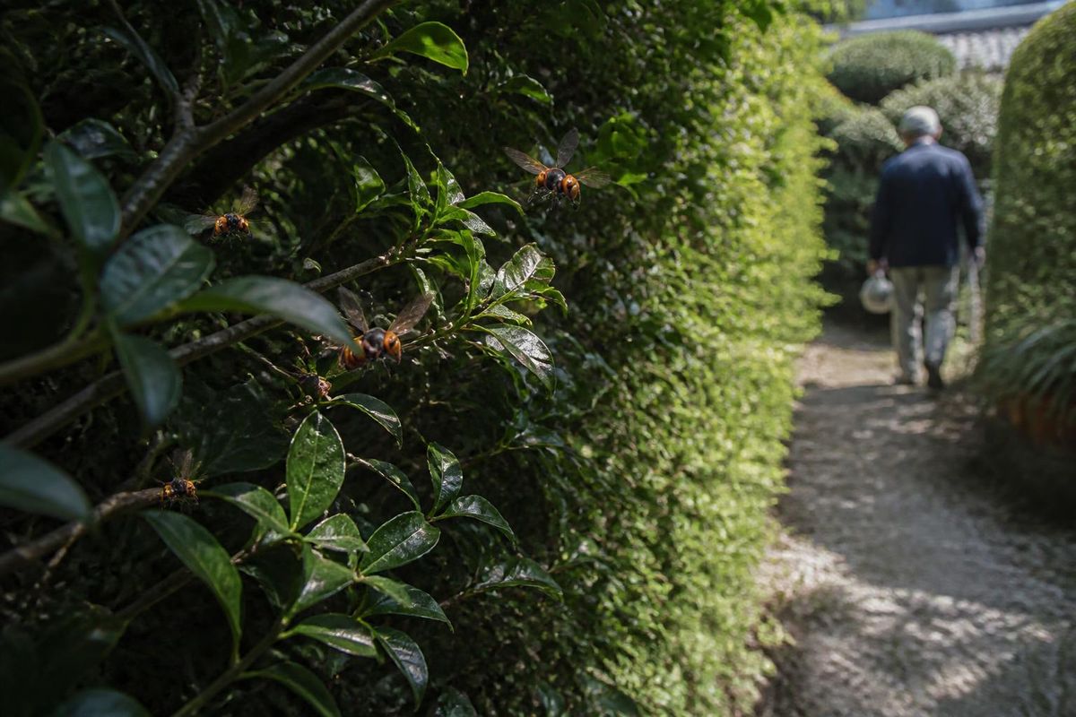 De Aziatische hoornaar (Vespa velutina) breidt zich steeds verder uit in de regio Euskirchen