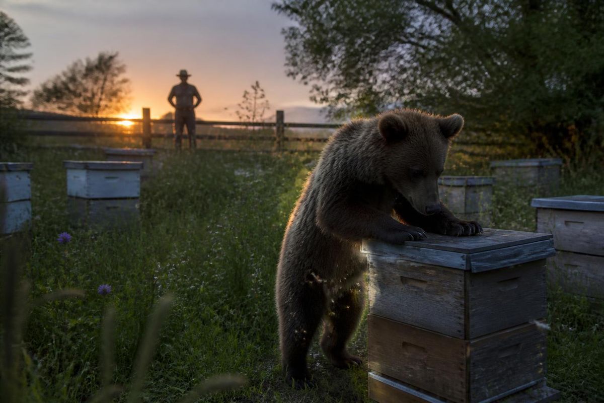 Ein junger Bär besucht wiederholt eine Imkerei im Voronowsky-Forstgebiet nahe dem Dorf Perevoz…